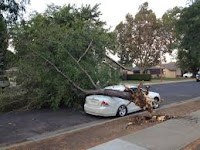 image of destroyed car by fallen tree